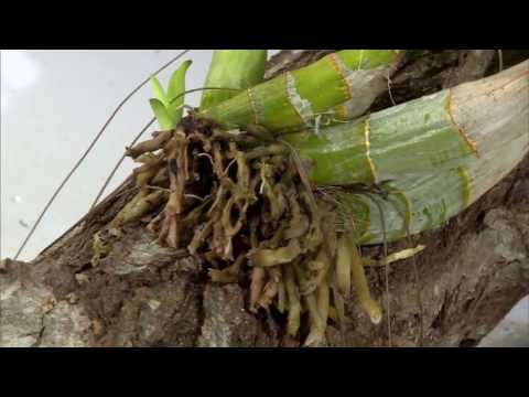 Vidéo: Qu'est-ce qu'un arbre Toborochi - En savoir plus sur la culture des arbres Toborichi