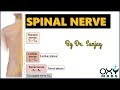 Spinal Nerves || For Regular MBBS students & PG Aspirants