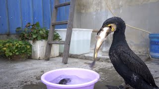 Cormorants Only Eat Fresh Large Fish