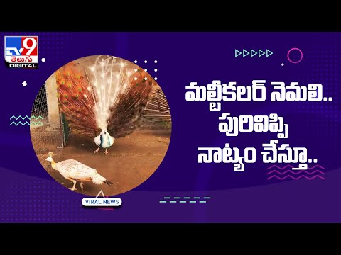 Viral Video: పురివిప్పి నాట్యం చేస్తున్న నెమళ్లు - TV9