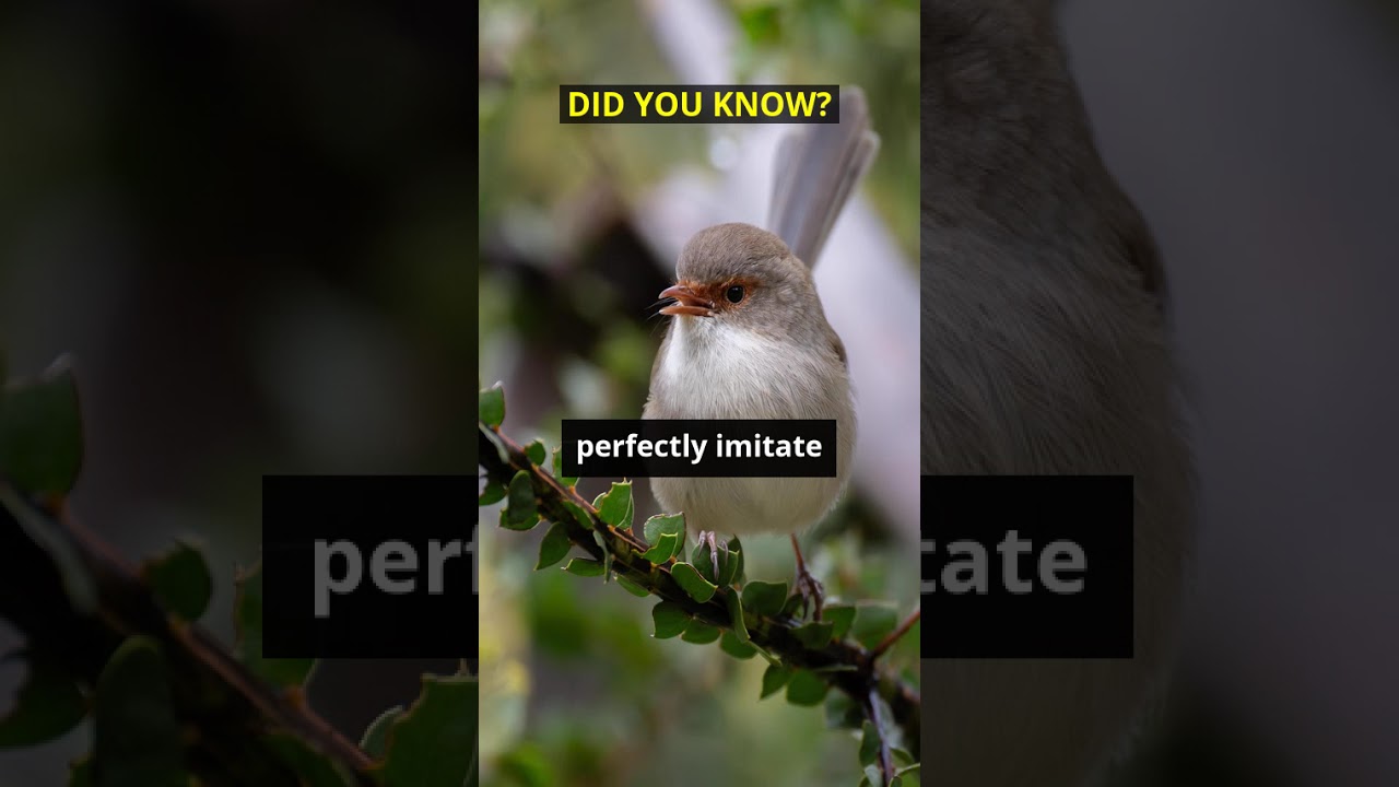 The Bird That Can Imitate a Chainsaw 🧠 