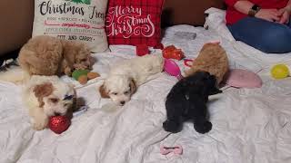 Another chistmas video of the Cockapoo litter