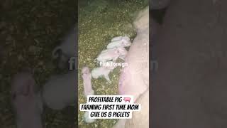 profitable pig 🐖 farming #pigging #pigfeed #pigbreeding #pigfarming