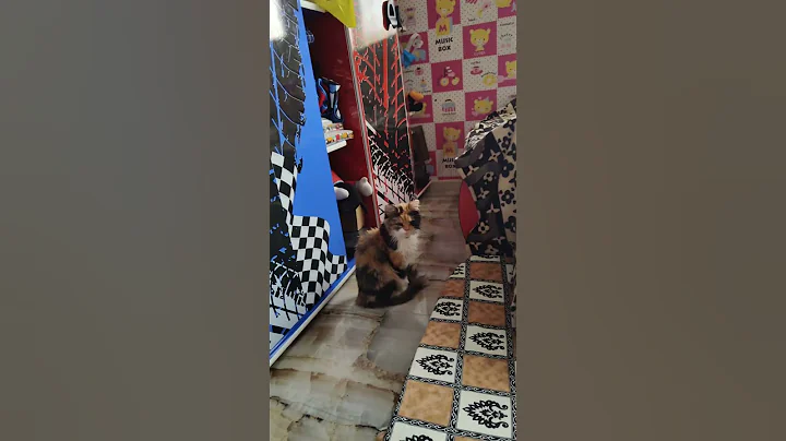 Watch the video about Layla! three color Siberian cat, Mufasa mama- subscribe for more #catsworld #siberiancat #cutecat