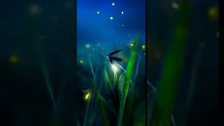 Midnight Fireflies screenshot 3