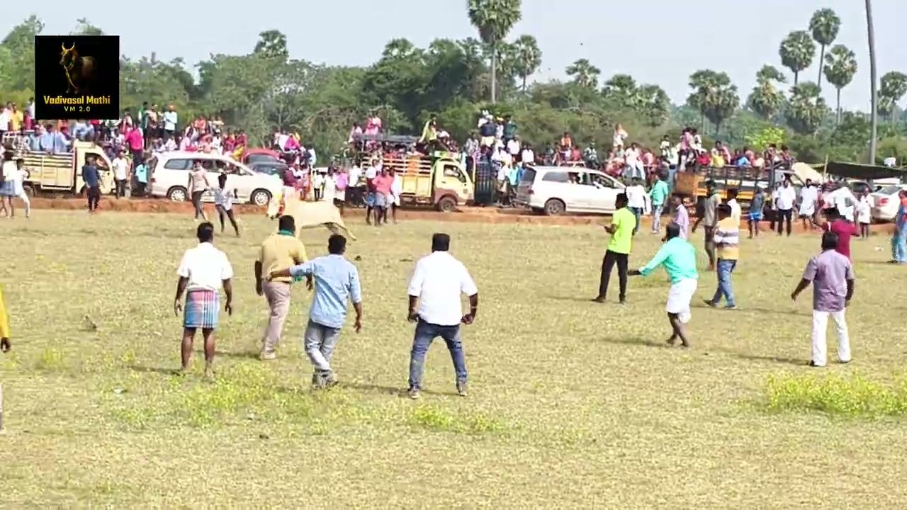 சிராவயல் மஞ்சுவிரட்டு2026#Siravayal Manjuvirattu2026#manjuvirattu#jallikattu#youtube#