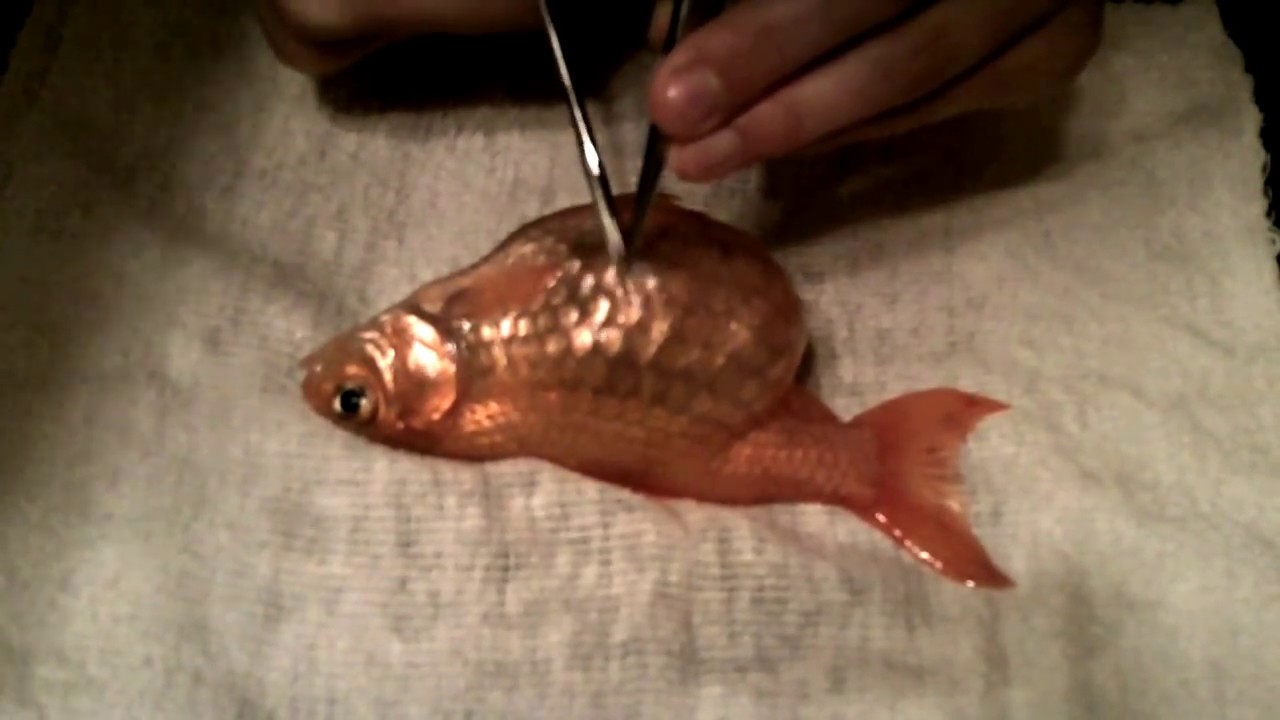 Goldfish necropsy/dissection (polycystic kidney disease) YouTube