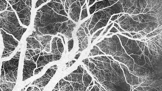 Neurons Branching