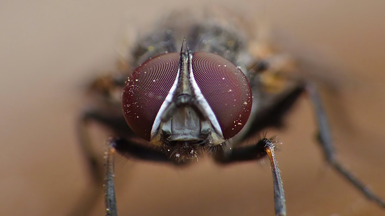 The Fly - Macro Videography - Panasonic Lumix + Raynox DCR-250 - Macro Shots