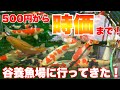 【ショップ訪問】500円から時価90cm級の高級錦鯉まで!谷養魚場へ行ってきた! #錦鯉 #koi #nishikigoi