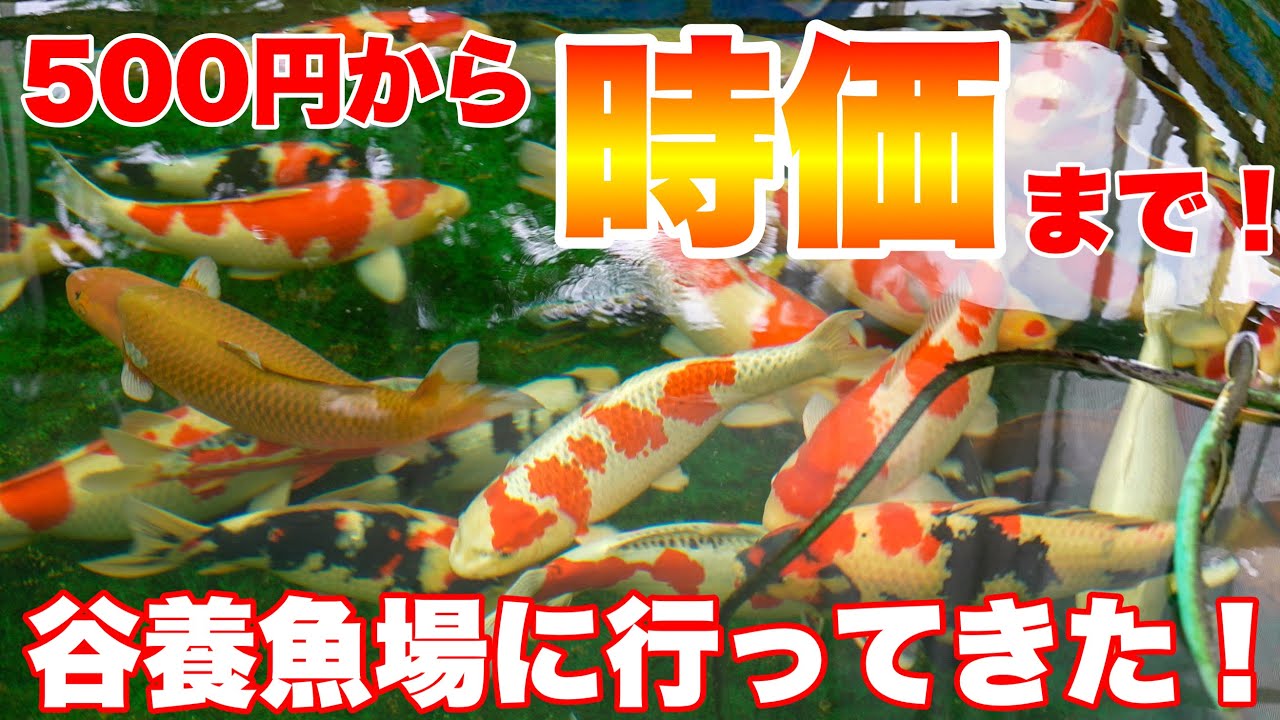 【ショップ訪問】500円から時価90cm級の高級錦鯉まで！谷養魚場へ行ってきた！ 