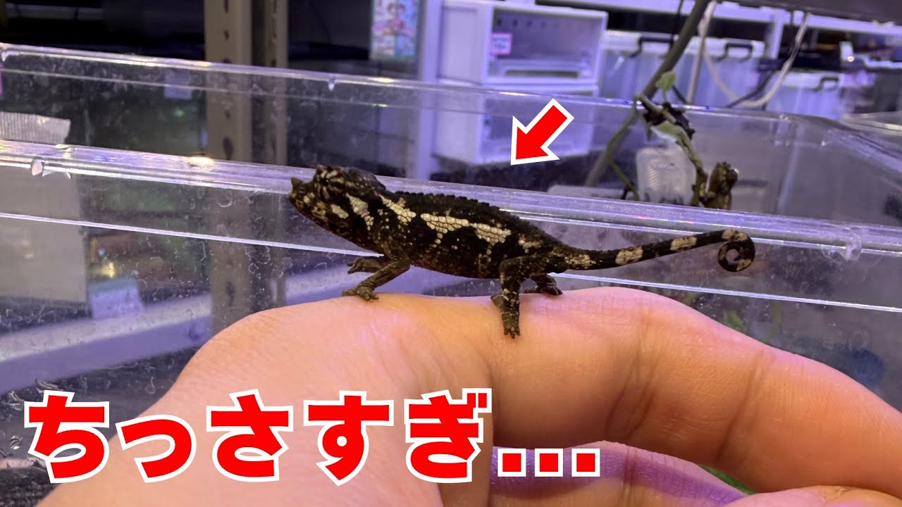 The reptiles that have multiplied are just too cute!!! - YouTube