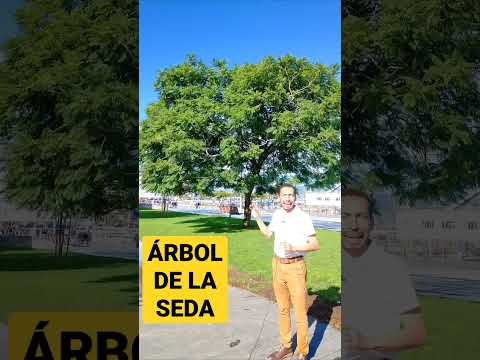 Video: Albizia Silk Trees - Información sobre cómo cultivar un árbol de seda