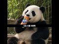 판다가 환타 마시는 판타지보다 더 말이 안되지만 너를 사랑해 #판다 #환타 #판타지 #노래 #Kpop #love #사랑 #korean #panda #fanta #fantasy