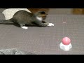 自動で動いてくれるから楽ちん　猫と遊ぼう！猫おもちゃ　レーダーボール　仔猫からシニア猫までおすすめ