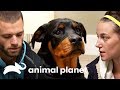 ¡Este cachorro rottweiler tiene el hombro fracturado! | Dr. Jeff, Veterinario | Animal Planet