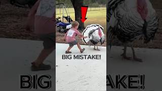 Turkey Gives Kid The Fastest Reality Check Ever #animalmoments #wildlifeentertainment #funny