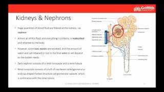 1014MSC mod 6 Topic 6 2 Renal function 14min