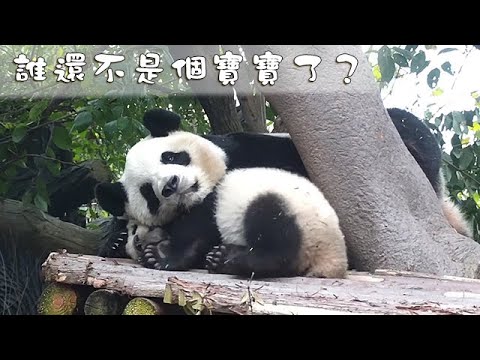 《熊貓早晚安》誰還不是個寶寶了？ | iPanda熊貓頻道