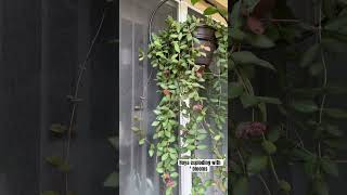 Blooms Exploding On My Hoya Bilobata
