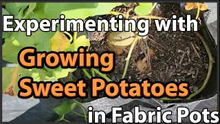 Experimenting with Growing Sweet Potatoes in Fabric Pots