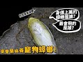 【從零開始養】寵物蟑螂!價值上萬元蟑螂是誰?最會飛的蟑螂?有貓耳的小強?蟑螂居然上千種?蜚蠊目上千種?蜚蠊【許伯簡芝】