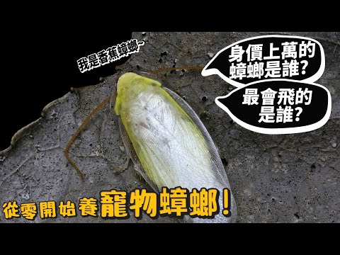 【從零開始養】寵物蟑螂!價值上萬元蟑螂是誰?最會飛的蟑螂?有貓耳的小強?蟑螂居然上千種?蜚蠊目上千種?蜚蠊【許伯簡芝】