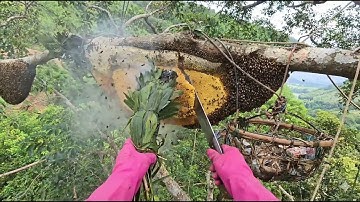 Most DANGEROUS Wild Honey Harvesting! Climbers vs. Brutal Bee Swarm