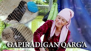 Uzbekistondagi gapiradigan qarg'a haqida Gosha |  A crow talking in Uzbekistan