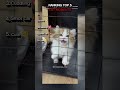 RANKING TOP 5 CAT MOMENTS 😺#cat #viral #cute #fyp #funny