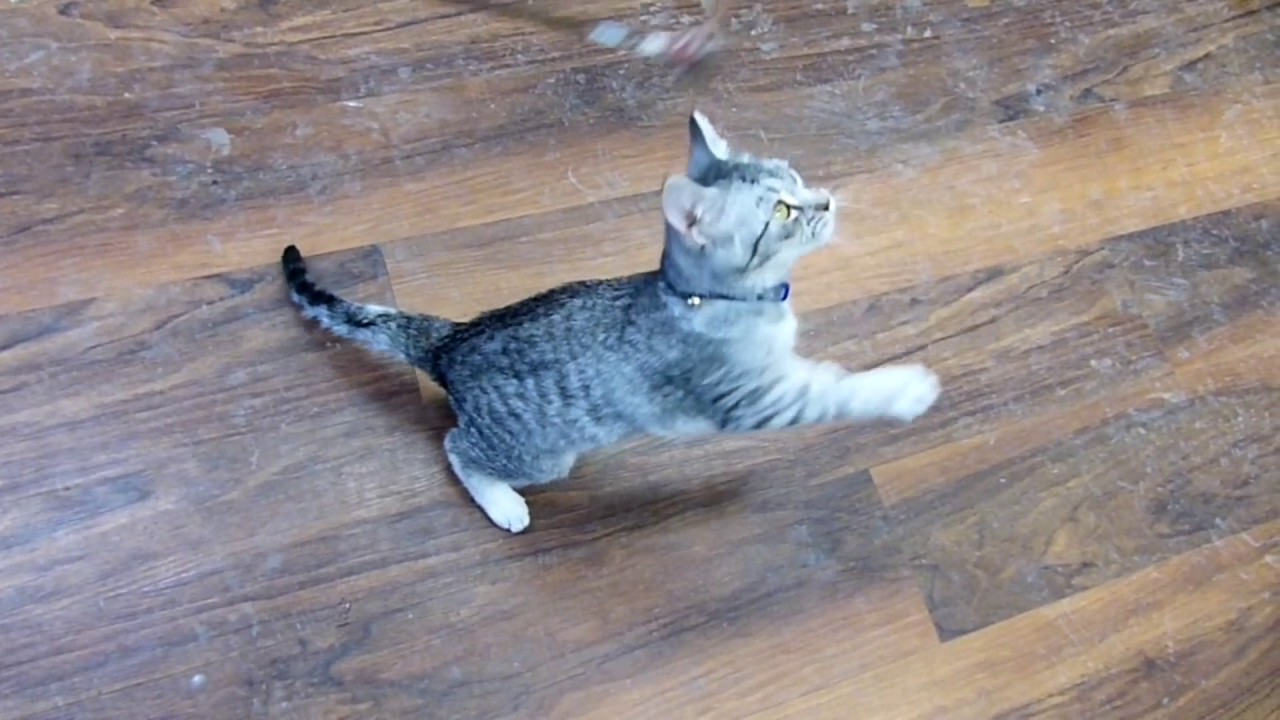 camera iphone 8 plus apk A COOL CAT IN TOWN🐯🤙