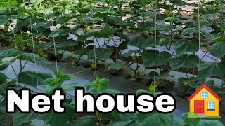 नट हऊस ककमबर खत Net House Cucber Life