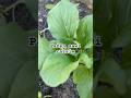 Sawi caisim rekomen ditanam di rumah #garden #gardening #samarinda #pertanian #berkebun #rumahkebun