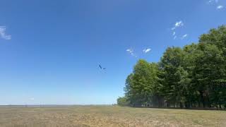 Bald Eagle Release at Westmoreland State Park