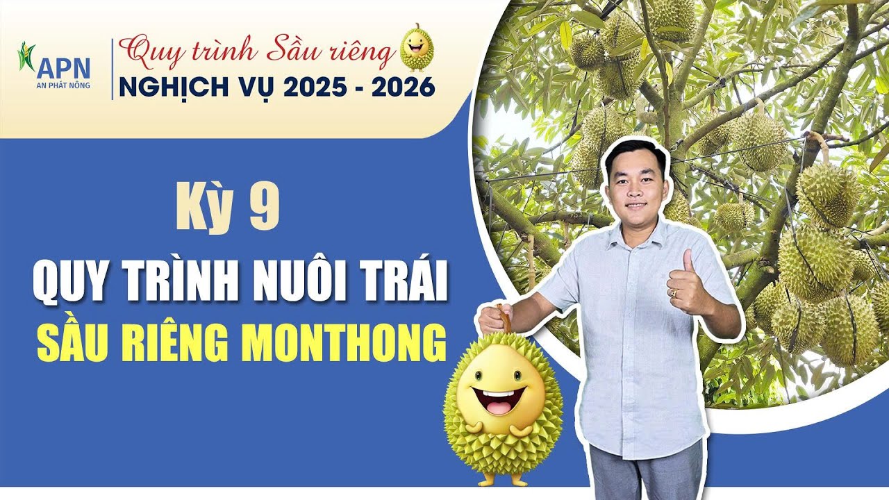 APN - QUY TRÌNH NUÔI TRÁI SẦU RIÊNG MONTHONG | SẦU RIÊNG NGHỊCH VỤ 2025 - 2026