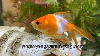 3 signs your goldfish is going to die screenshot 3