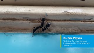 Controlling Carpenter Ants with Optigard Ant Gel Bait