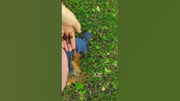 A squirrel jumped onto my pants to grab a nuts. #squirrelslife #squirrelandnuts #squirrels #lovely