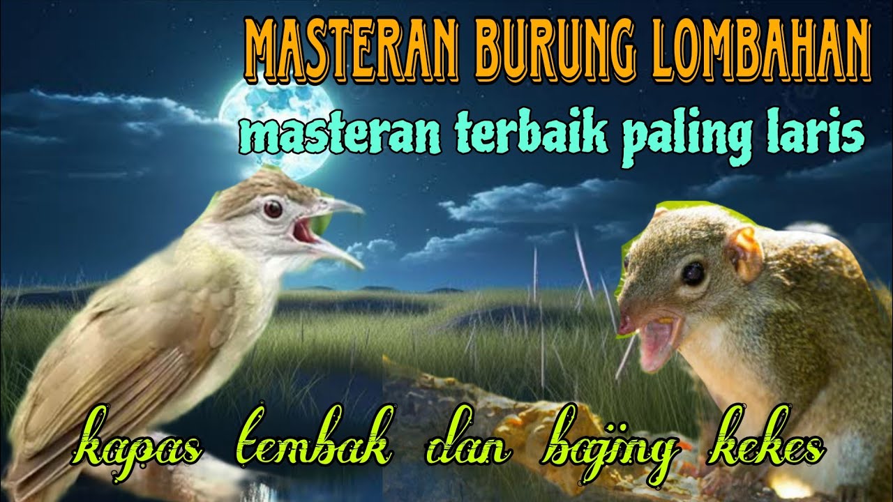 Masteran burung lombahan terbaik kapas tembak dan bajing kekes 
