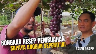 Sadis, Tandan Anggur Gondrong Banget. Tau Nggak, Ini Resep Pupuknya. Cek Sekarang.