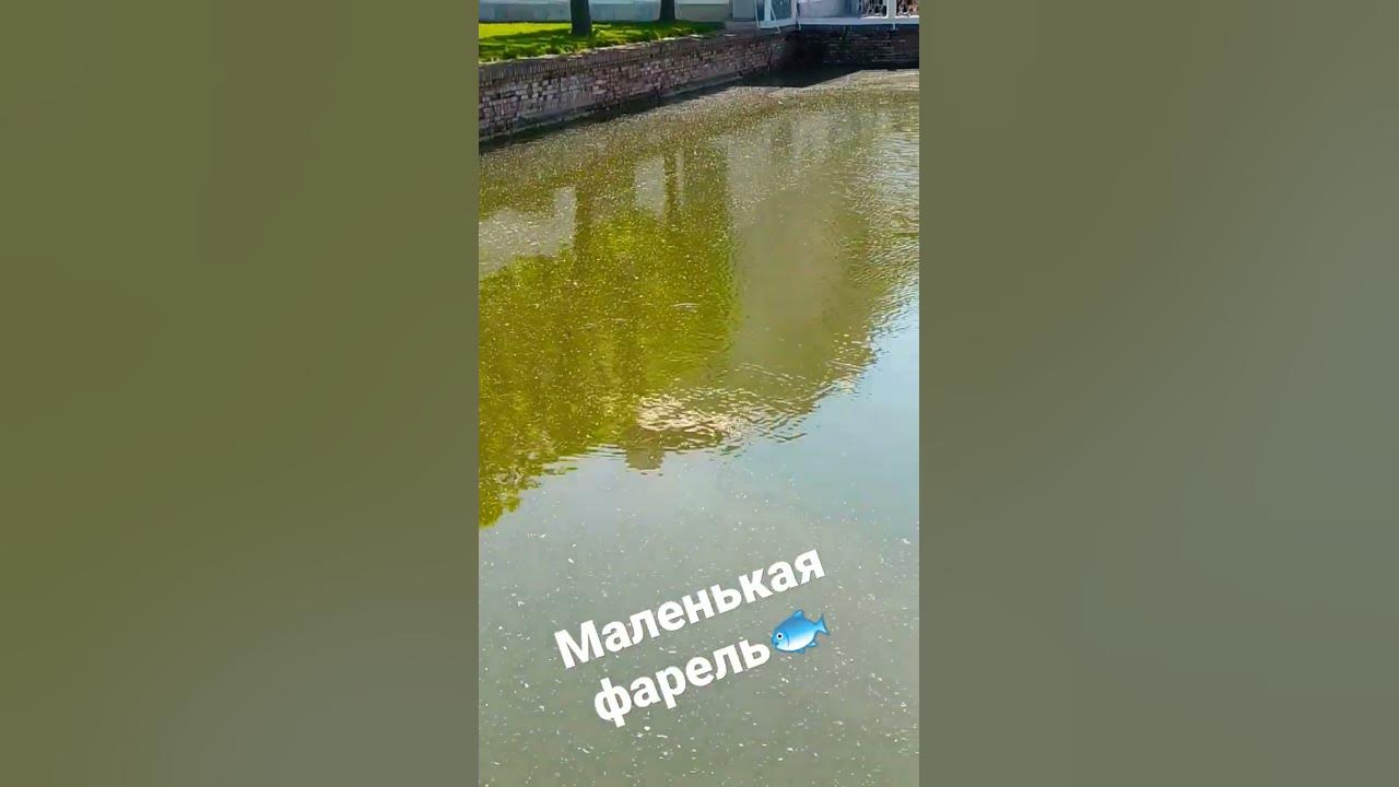 маленькая фарель - YouTube
