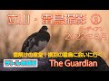 サトルの動画048 |写真編23 立山・雷鳥撮影② The Guardian 雪解けの室堂！換羽の雷鳥に会いに行く！2022年6月