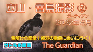サトルの動画048 |写真編23 立山・雷鳥撮影② The Guardian 雪解けの室堂！換羽の雷鳥に会いに行く！2022年6月