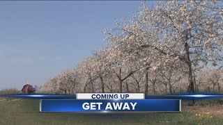Door County Cherries Blossom Season