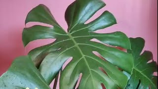 copping 1 year old monstera deliciousa after wake up from 3 month slumbering