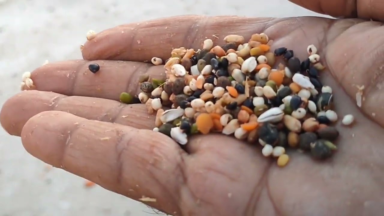 الثوم ولبصل وكركم وزنجبيل يعوض عن القاح سئال مثترك