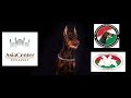 A Hungária Dobermann Klub és a Spániel tenyésztők Egyesülete kutyakiállítása az AsiaCenterben