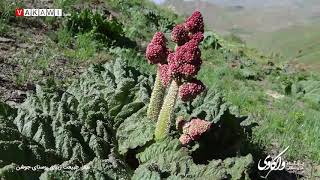 گزارش تصویری از طبیعت زیبا و بهاری روستای #جوشن از توابع #سقز