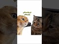 أنا عندي احسن جيران في الدنيا لايك Cat Comedy 