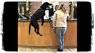 ЛУЧШИЕ ПРИКОЛЫ С ЖИВОТНЫМИ ПОДБОРКА | BEST FUNNY ANIMALS COMPILATION #596 ЛУЧШИЕ ПРИКОЛЫ С ЖИВОТНЫМИ ПОДБОРКА | BEST FUNNY ANIMALS COMPILATION #596